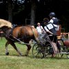 (84) Concours Attelage à la Forêt Fouesnant