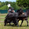 (84) Concours Attelage à la Forêt Fouesnant