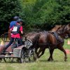 (84) Concours Attelage à la Forêt Fouesnant