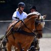(84) Concours Attelage à la Forêt Fouesnant