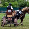 (84) Concours Attelage à la Forêt Fouesnant