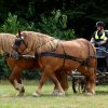 (84) Concours Attelage à la Forêt Fouesnant