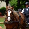 (84) Concours Attelage à la Forêt Fouesnant