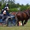 (84) Concours Attelage à la Forêt Fouesnant