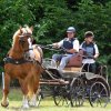(84) Concours Attelage à la Forêt Fouesnant