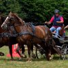 (84) Concours Attelage à la Forêt Fouesnant