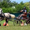 (84) Concours Attelage à la Forêt Fouesnant