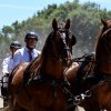 (84) Concours Attelage à la Forêt Fouesnant