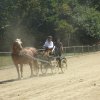 (84) Concours Attelage à la Forêt Fouesnant