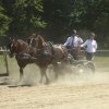 (84) Concours Attelage à la Forêt Fouesnant
