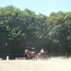 (84) Concours Attelage à la Forêt Fouesnant