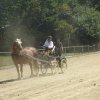 (84) Concours Attelage à la Forêt Fouesnant