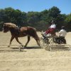 (84) Concours Attelage à la Forêt Fouesnant