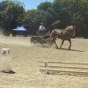 (84) Concours Attelage à la Forêt Fouesnant