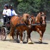 (84) Concours Attelage à la Forêt Fouesnant