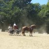 (84) Concours Attelage à la Forêt Fouesnant