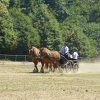 (84) Concours Attelage à la Forêt Fouesnant