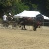 (84) Concours Attelage à la Forêt Fouesnant