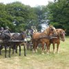 (84) Concours Attelage à la Forêt Fouesnant