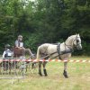 (84) Concours Attelage à la Forêt Fouesnant