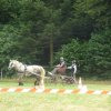 (84) Concours Attelage à la Forêt Fouesnant