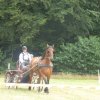 (84) Concours Attelage à la Forêt Fouesnant