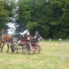 (84) Concours Attelage à la Forêt Fouesnant