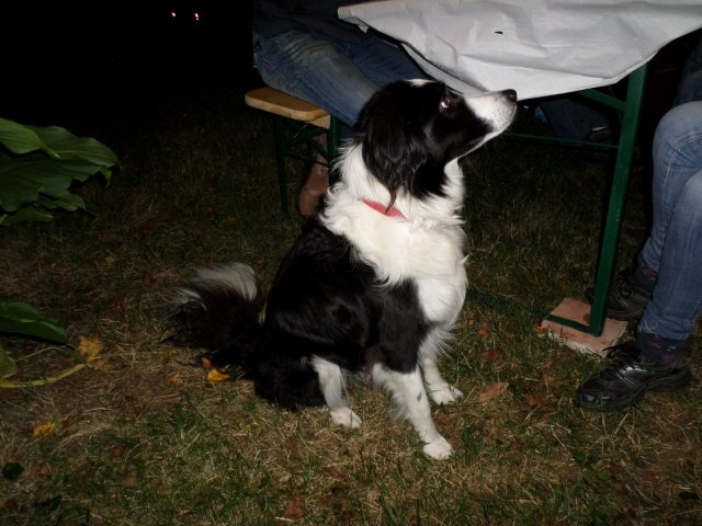 sam_0337_copier_20140903_1827839410
