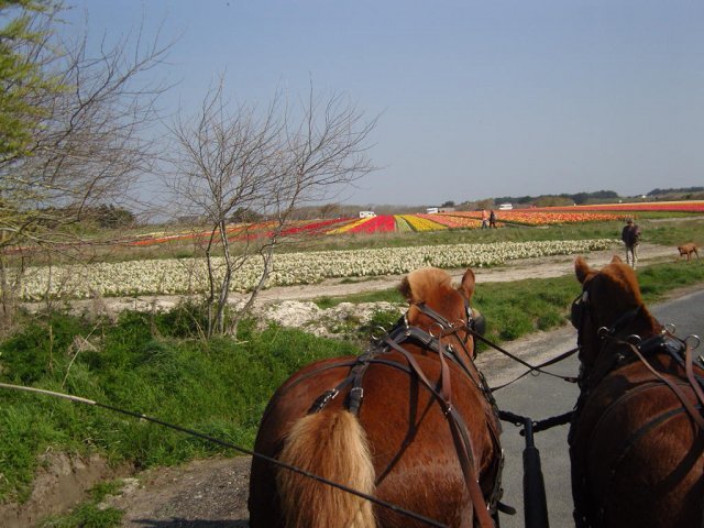 baladeaupaysdestulipes0_20140523_1249583236