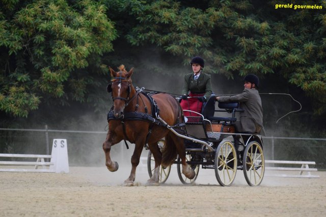 074 Week-end du cheval-Concours Attelage à La Forêt Fouesnant 9-10 juillet 2016