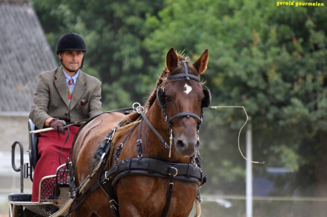 074 Week-end du cheval-Concours Attelage à La Forêt Fouesnant 9-10 juillet 2016