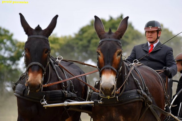 074 Week-end du cheval-Concours Attelage à La Forêt Fouesnant 9-10 juillet 2016