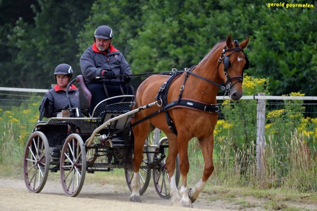 074 Week-end du cheval-Concours Attelage à La Forêt Fouesnant 9-10 juillet 2016
