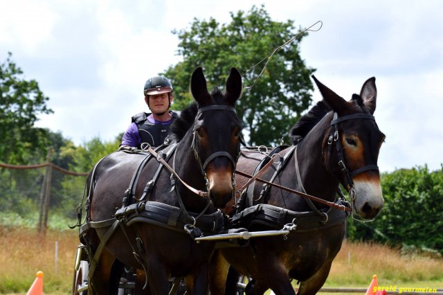 074 Week-end du cheval-Concours Attelage à La Forêt Fouesnant 9-10 juillet 2016
