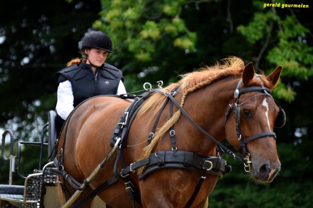 074 Week-end du cheval-Concours Attelage à La Forêt Fouesnant 9-10 juillet 2016