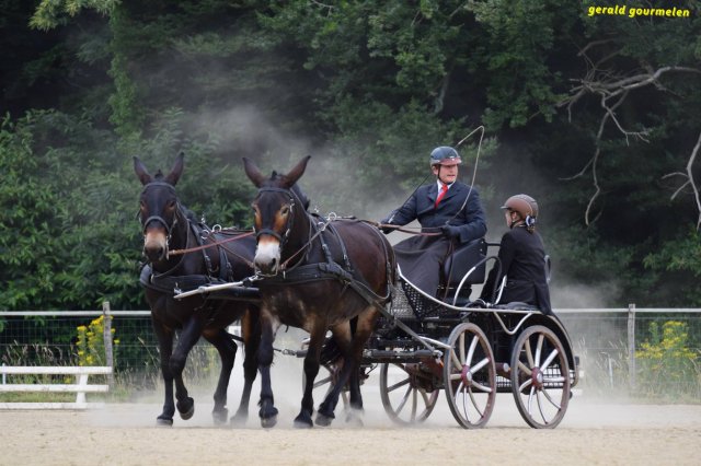 074 Week-end du cheval-Concours Attelage à La Forêt Fouesnant 9-10 juillet 2016