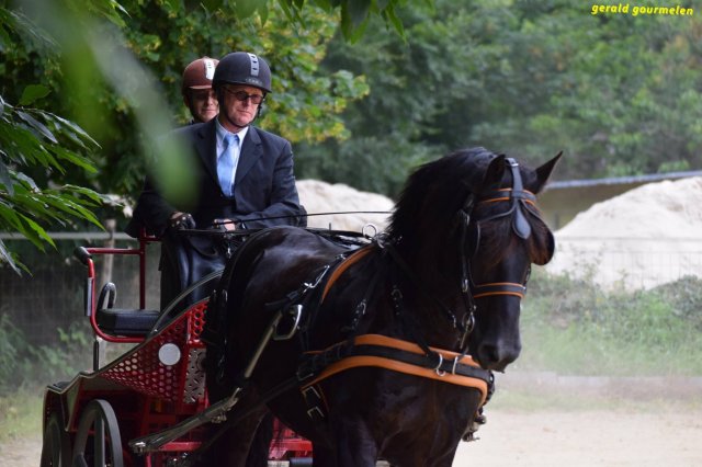 074 Week-end du cheval-Concours Attelage à La Forêt Fouesnant 9-10 juillet 2016