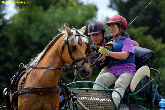 074 Week-end du cheval-Concours Attelage à La Forêt Fouesnant 9-10 juillet 2016