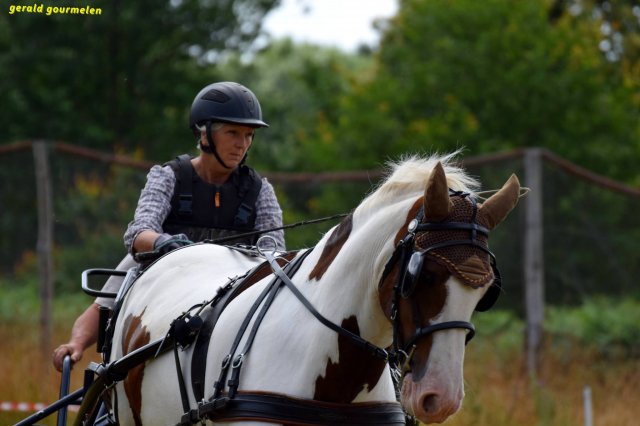 074 Week-end du cheval-Concours Attelage à La Forêt Fouesnant 9-10 juillet 2016