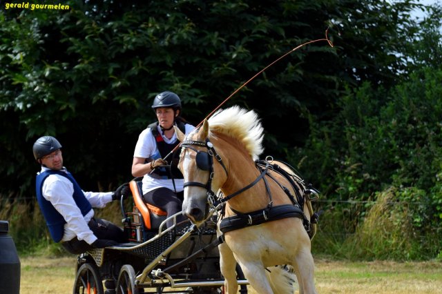 074 Week-end du cheval-Concours Attelage à La Forêt Fouesnant 9-10 juillet 2016