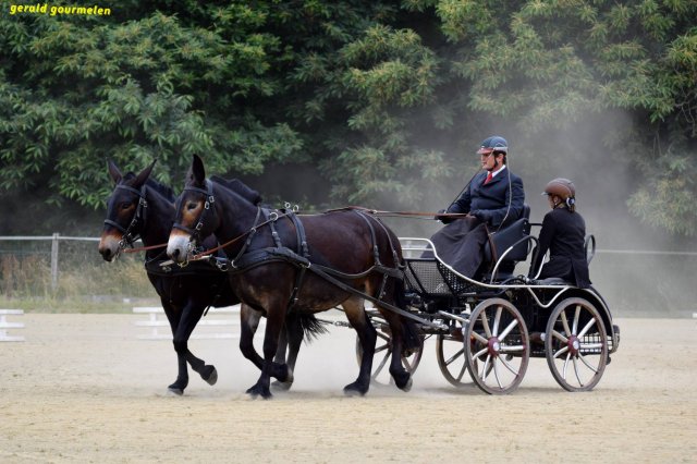074 Week-end du cheval-Concours Attelage à La Forêt Fouesnant 9-10 juillet 2016