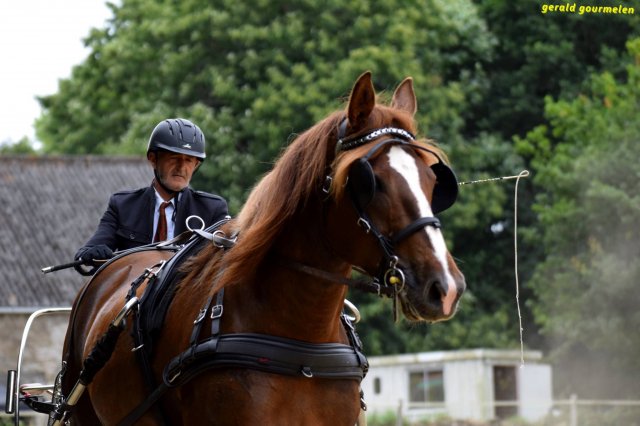 074 Week-end du cheval-Concours Attelage à La Forêt Fouesnant 9-10 juillet 2016