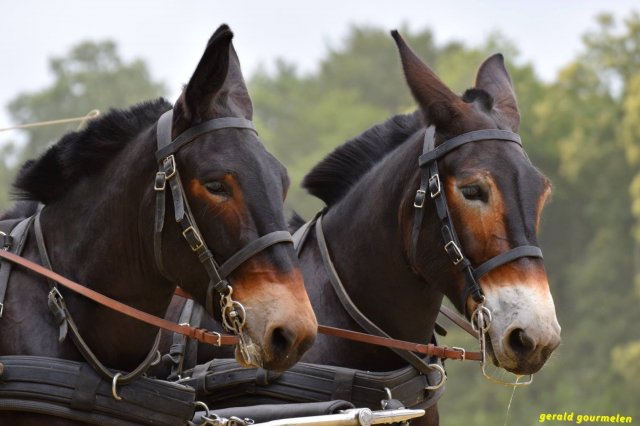 074 Week-end du cheval-Concours Attelage à La Forêt Fouesnant 9-10 juillet 2016