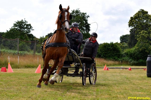 074 Week-end du cheval-Concours Attelage à La Forêt Fouesnant 9-10 juillet 2016