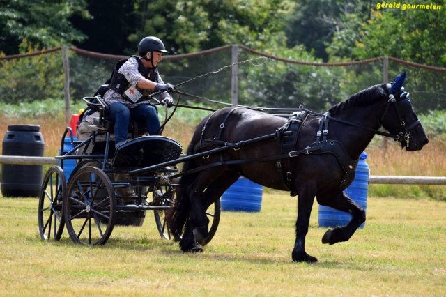 074 Week-end du cheval-Concours Attelage à La Forêt Fouesnant 9-10 juillet 2016
