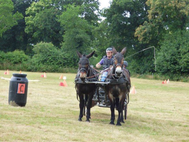 074 Week-end du cheval-Concours Attelage à La Forêt Fouesnant 9-10 juillet 2016