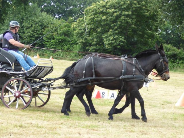 074 Week-end du cheval-Concours Attelage à La Forêt Fouesnant 9-10 juillet 2016