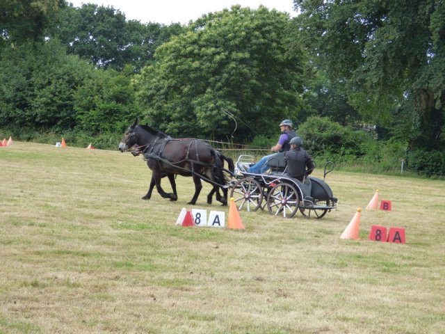 074 Week-end du cheval-Concours Attelage à La Forêt Fouesnant 9-10 juillet 2016