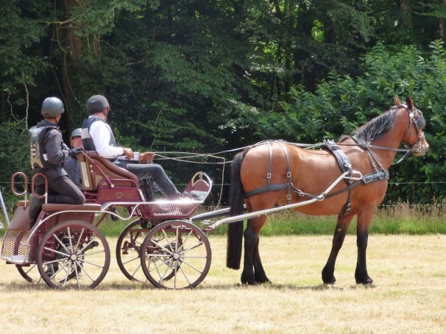 074 Week-end du cheval-Concours Attelage à La Forêt Fouesnant 9-10 juillet 2016