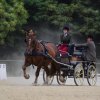 074 Week-end du cheval-Concours Attelage à La Forêt Fouesnant 9-10 juillet 2016